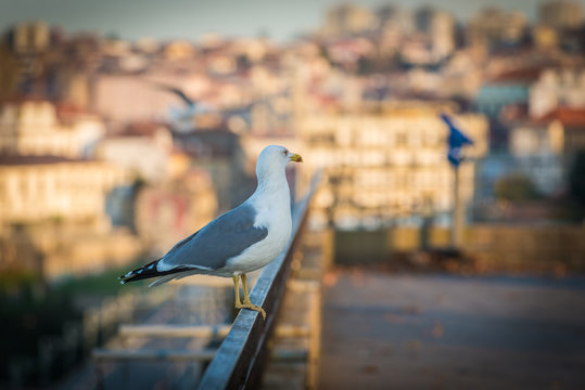 Seagull in Vila Nova de Gaia city, Portugal. Porto city on background