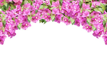  Pink spring flower (Bougainvillea) curve branches isolated on white background that can be used as a wedding or event background