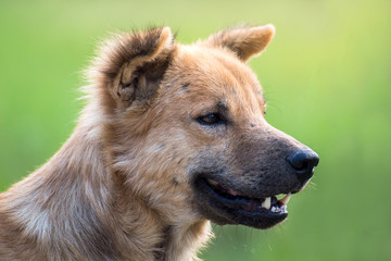 Fototapeta premium Close up portrait of a stray dog,vagrant dog