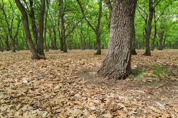Dry leaves in the forest at spring