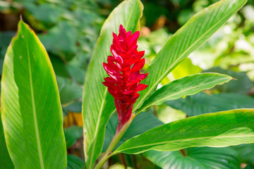 Awapuhi-UlaUla or Hawaiian Red Ginger