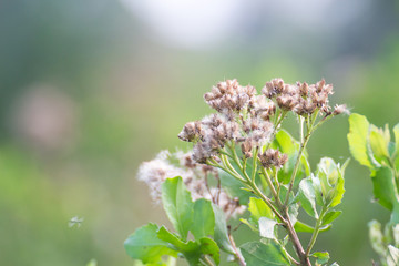 Forest meadow with wild grasses,Macro image with small depth of field,Blur background