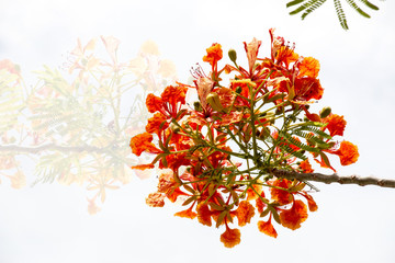 Delonix regia is a species of flowering plant in the bean family Fabaceae, subfamily...