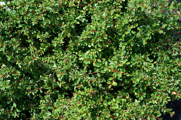 Cotoneaster suecicus Skogholm