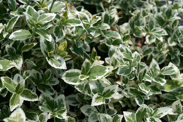 Euonymus fortunei Silver Queen / spindle / winter creeper  - obrazy, fototapety, plakaty