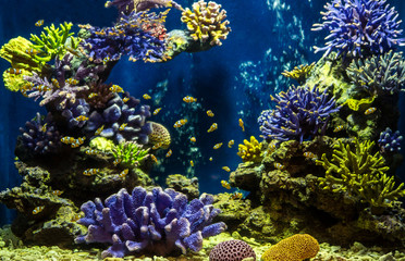 Naklejka na ściany i meble Aquarium fish with coral and aquatic animals