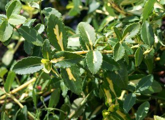 Euonymus fortunei Sunspot / spindle / winter creeper 
