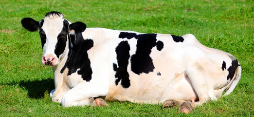 Poster de jardin Vache Black and white cow lying down on the grass  © Frédéric Prochasson