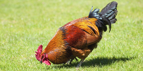 Brown cock on green grass