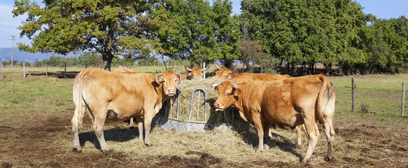 A group of cows