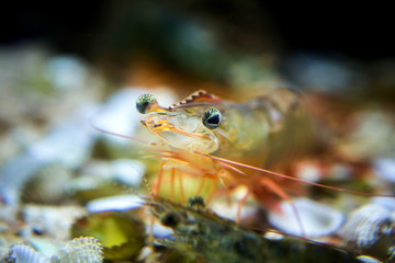 White shrimp in the aquarium