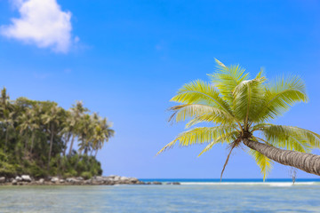 Fototapeta na wymiar Coconut palm tree with Tropical island for summer season background.