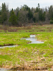 Fototapeta na wymiar Spring stream through a meadow
