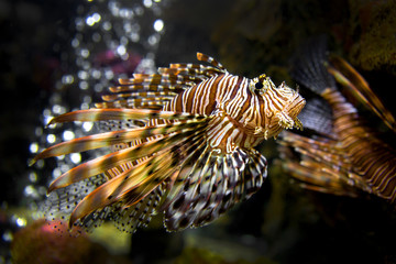 Fototapeta na wymiar Beautiful Lion Fish Pterois Swimming Alone in a Big Aquarium