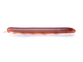 Millipede isolated on a white background
