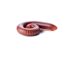 Millipede isolated on a white background
