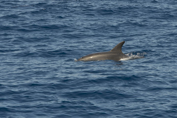 Fototapeta premium dolphin