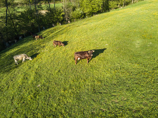 Obraz na płótnie Canvas Aerial view of group of cows in evening light with shadow