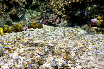 Aquarium fish with coral and aquatic animals