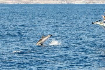 Fototapeta na wymiar dolphin
