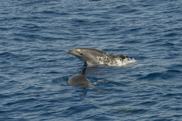 Fototapeta premium dolphin