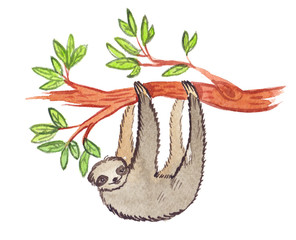 Cute sloth hanging from a tree branch painted in watercolor on clean white background