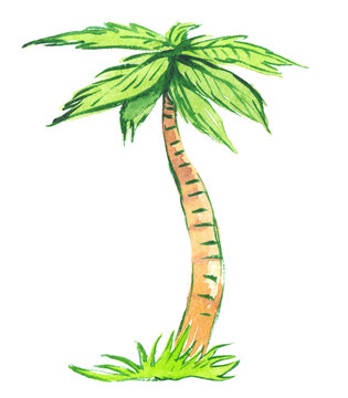 Bright green palm tree growing from a patch of green grass painted in watercolor on clean white background