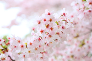 Obraz premium 桜