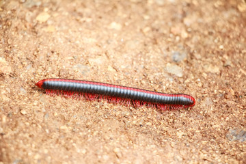 Red millipede on ground close up