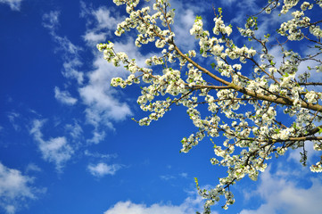 springtime blossoms tree in bloom