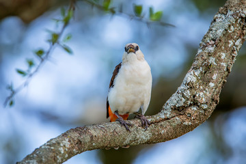 White-headed Buffalo Weaver Dinemellia dinemelli