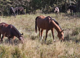 Лошади в дикой природе. Лошади и кони гуляют по Аликоновскому ущелью. Кисловодск, Россия
