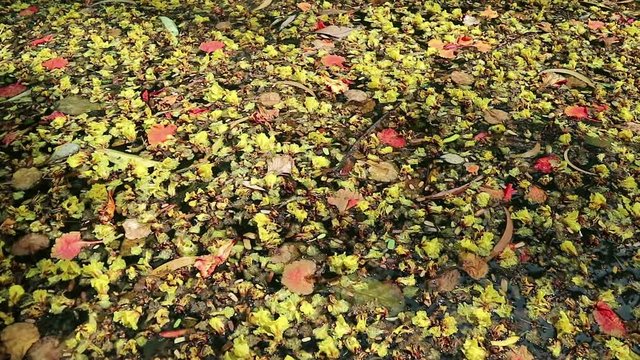 Beautiful fallen flowers and leaves floating on green water. Flowers of yellow Peltophorum pterocarpum, copperpod and red Delonix regia, flame tree
