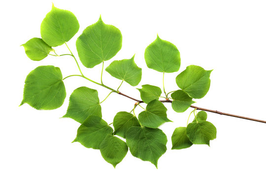 Branch of small-leaved lime (Tilia cordata) isolated on white