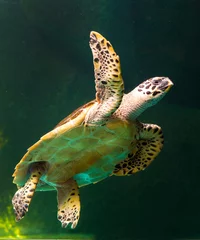 Wandaufkleber Green sea turtle swimming in a museum aquarium. © titipong8176734