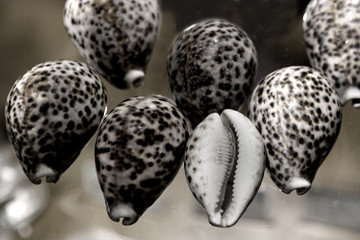 Shells of many types and sizes