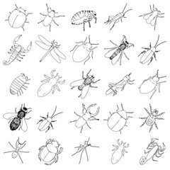 2d cartoon illustration of insect
