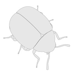 2d cartoon illustration of potato beetle