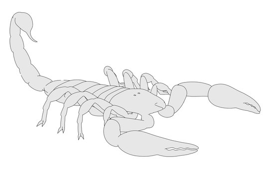 2d cartoon illustration of heterometrus longinatus