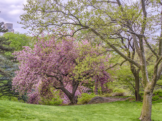 Prunus serrulata or Japanese Cherry
