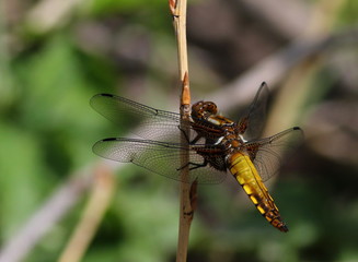 Yellow dragonfly