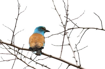 European Roller isolated on white background, Coracias garrulus