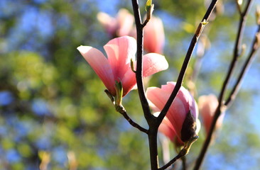  цветок магнолии на ветке в саду