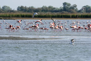 Obraz premium fenicotteri