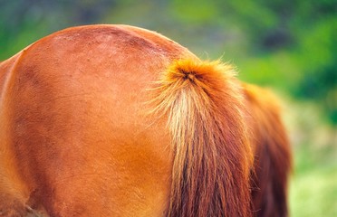 Islandpferd / Islandpony von hinten auf einer Weide in Island/ Iceland, Europa 