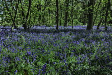 Fototapeta premium Bluebell woods in full bloom