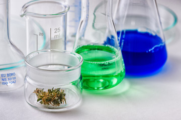 Laboratory Glassware with Marijuana Bud in Small Glass Container, Green and Blue Liquid in Erlenmeyer Flasks