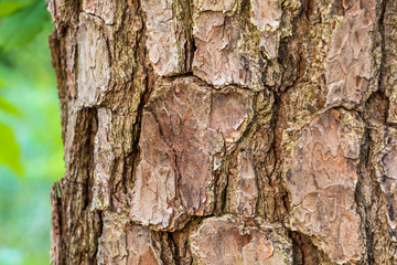 Bark of a Tree 