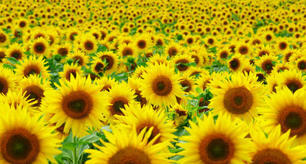 close-up of sunflower