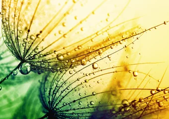 Photo sur Plexiglas Dent de lion  dandelion flower background